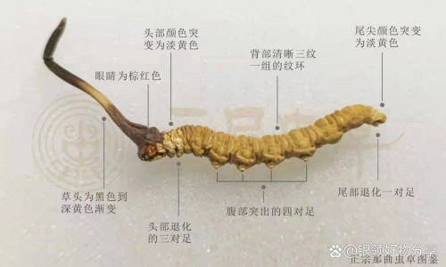 洋参珍珠胶囊功效-万基洋参含片专区_万基洋参胶囊被国家禁售了吗专区_万基珍珠洋参胶囊网